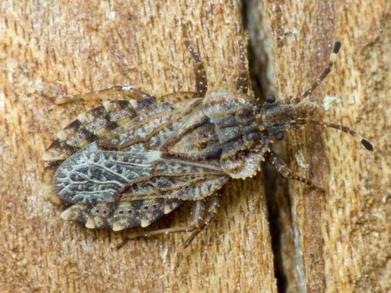 Aradus betulae (Linnaeus, 1758)